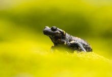 Salamander Food Web