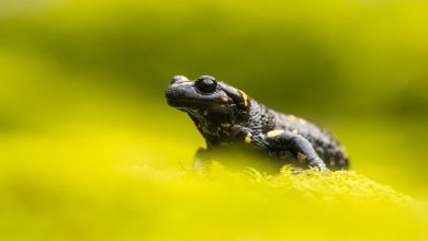 Salamander Food Web