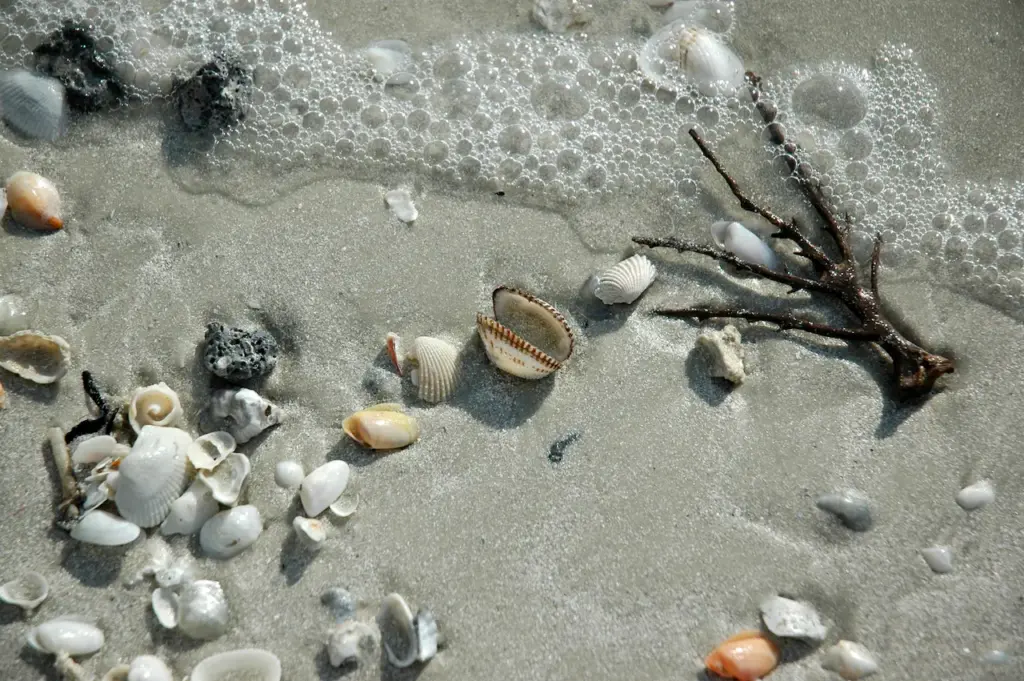 Sea shells In The Sea