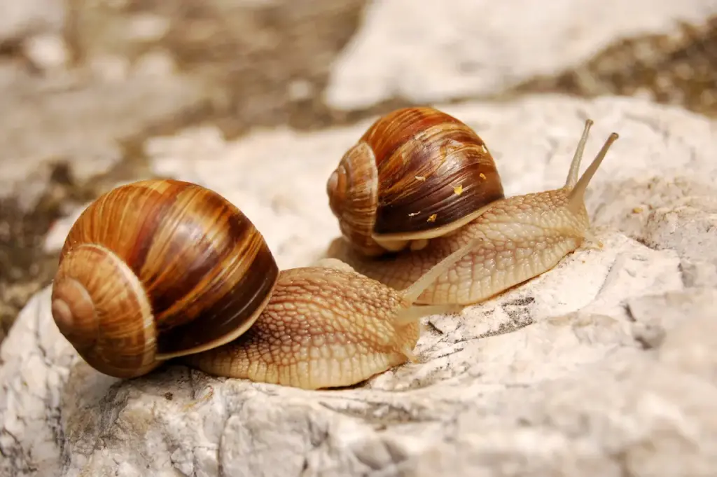 Snails On A Rock