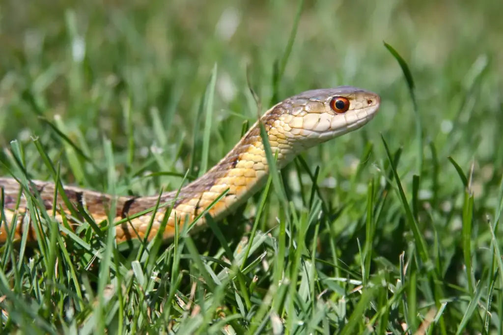 Closeup Inage of Snake On The Grass