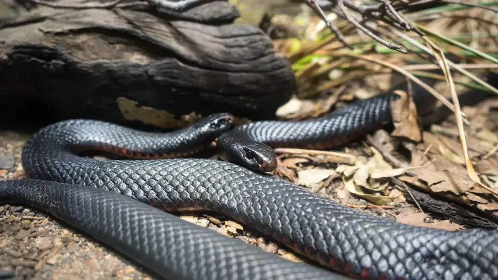 Black Snakes Near The Log
