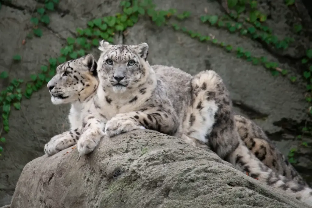 Two Snow Leopards On Top Of A Big Rock