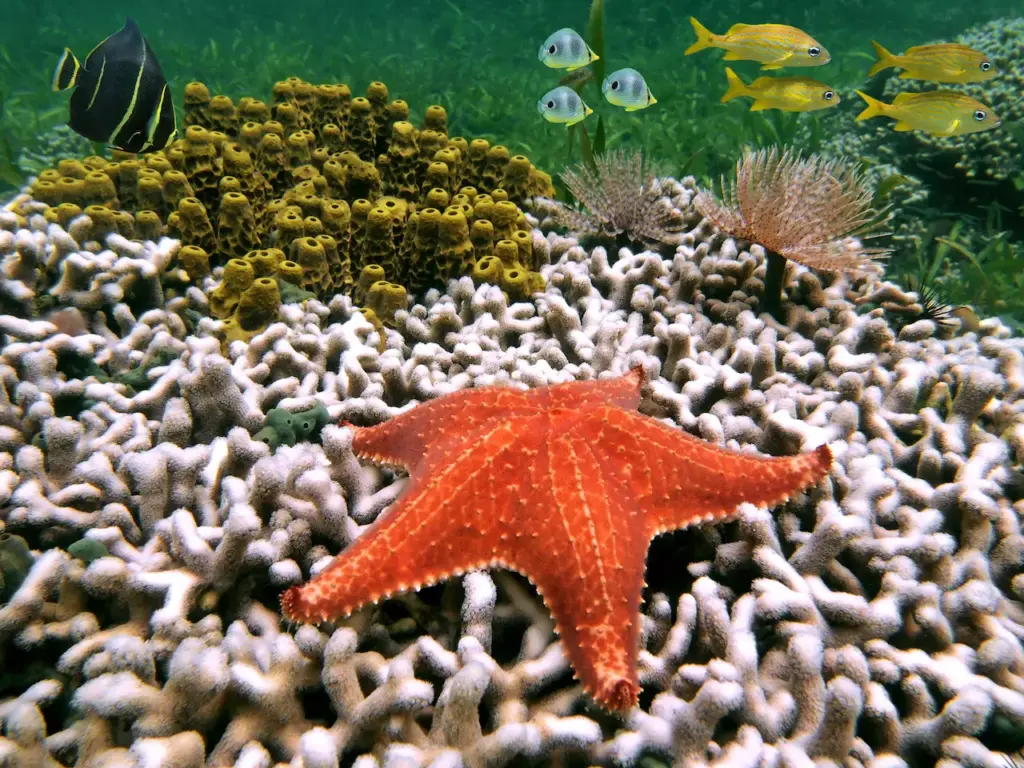 Starfish Underwater with Fishes