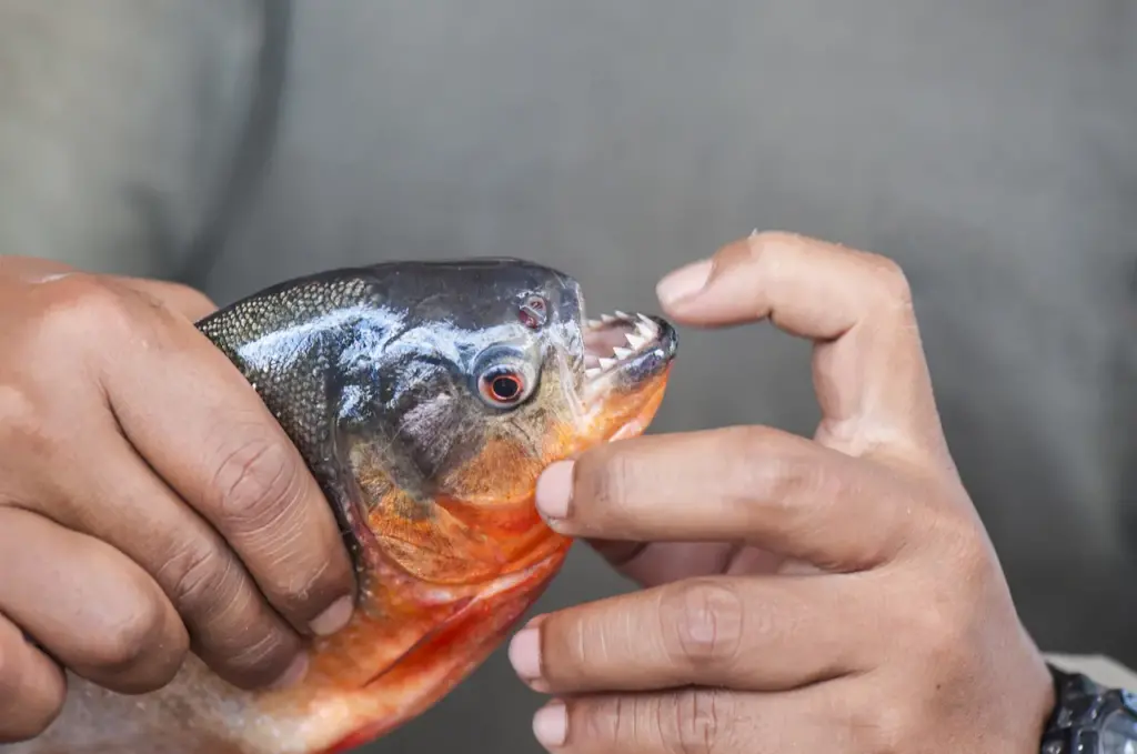 A Man Shows The Teeth of a Piranha 