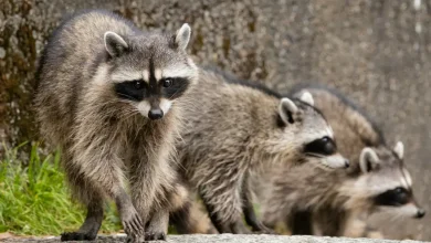 Three Raccoons What Eats Raccoons