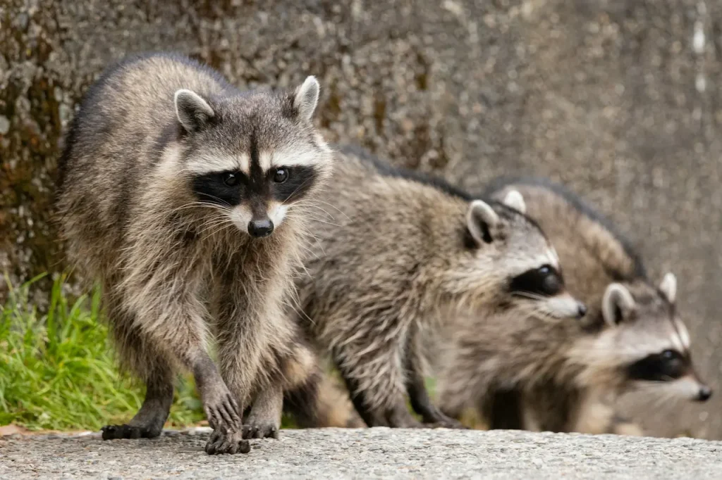 Three Raccoons Searching For Food What Eats Turtles