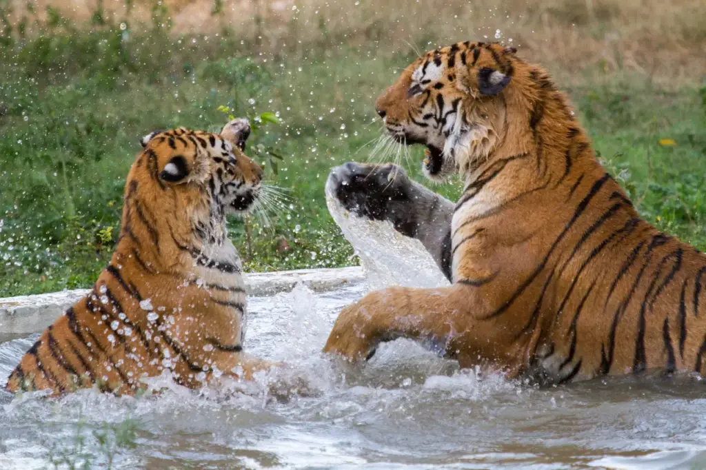 Two Tigers Fighting in The Water, What Eats Tigers