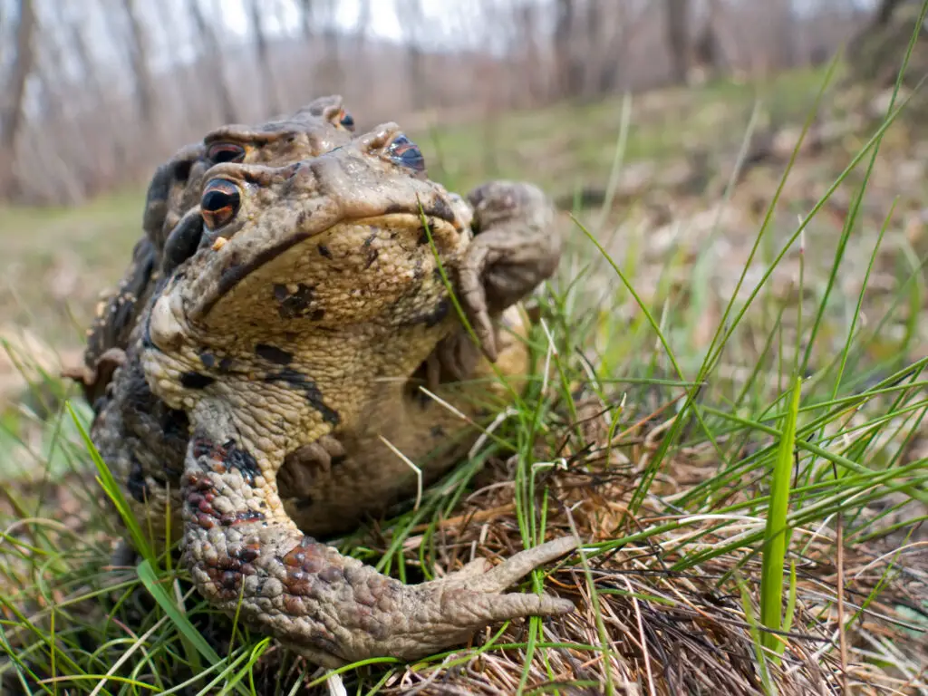 Closeup Image of Toad What Eats Toads