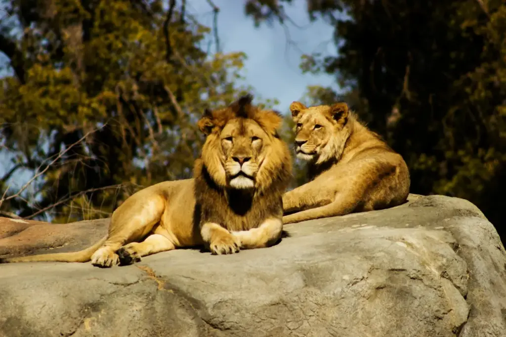 Two Lions Resting 