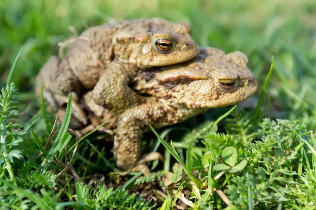 Two Mating Toads