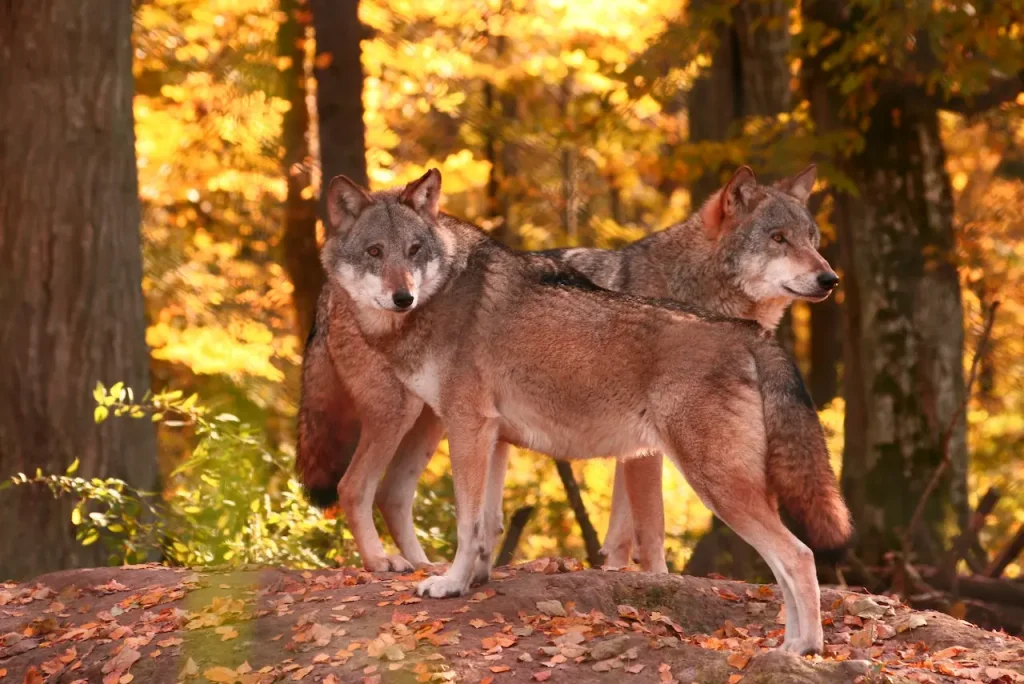 Two Wolves Standing What Eats Snakes
