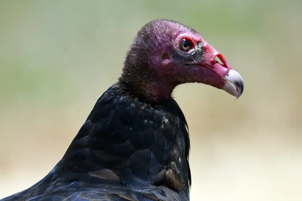 Closeup Image of A Vulture What Eats Vultures