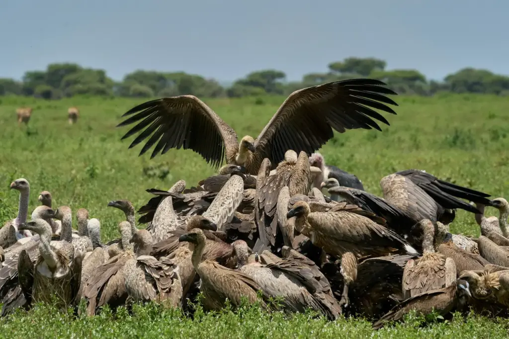 Vultures Feasting On A Dead Animal
