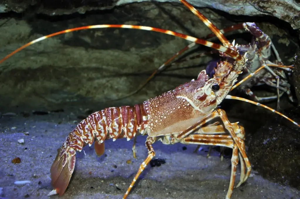 Lobster Near The Stone Underwater What Eats Lobsters What Do Lobsters Eat 