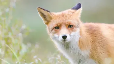 Close Up Image of Fox What Eats A Fox