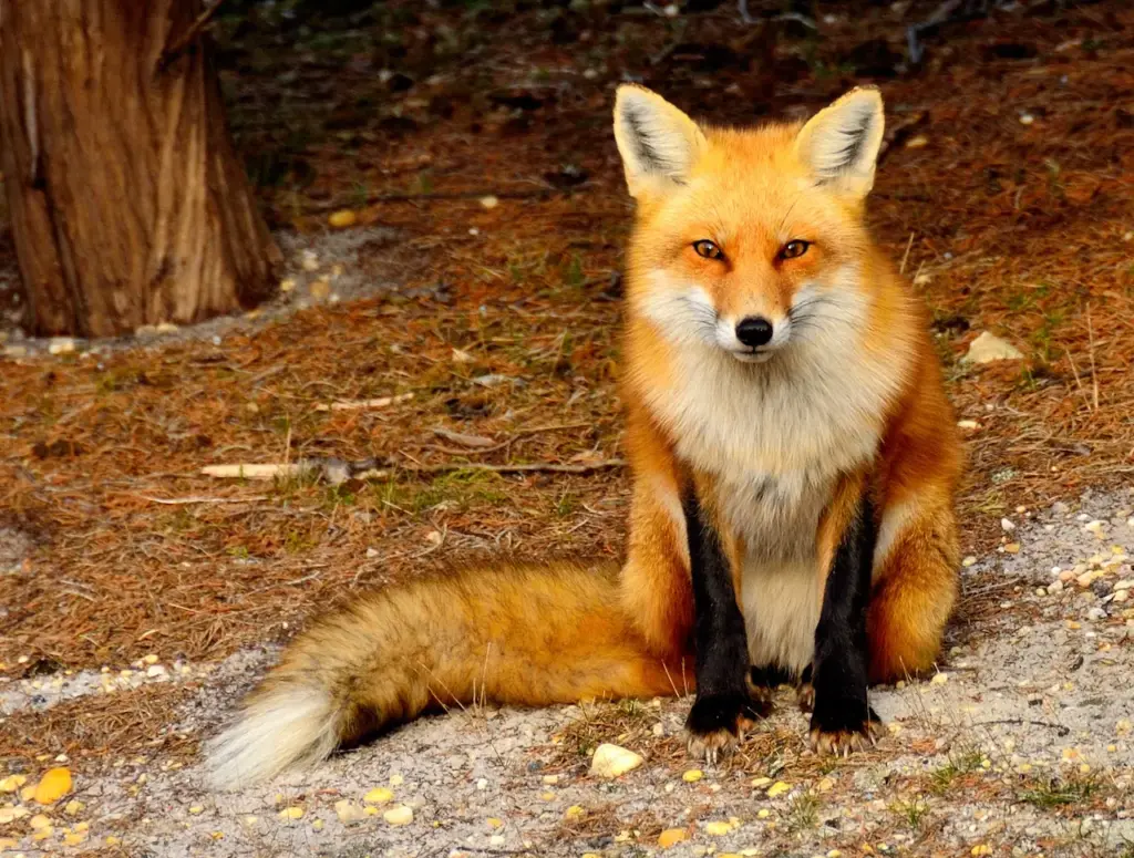 Red Fox Resting What Eats A Fox
