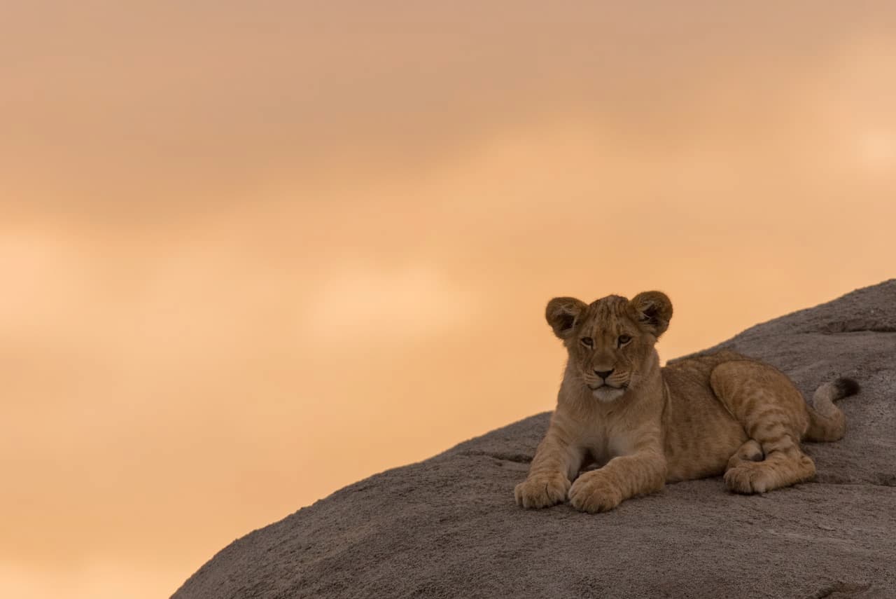 Hat - The Lions Make Me Drink