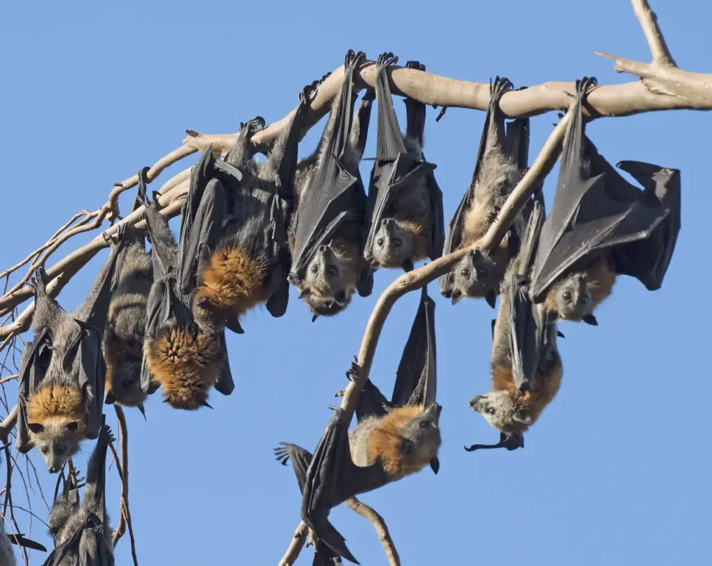 Bats Perched on Tree What Eats Bats 