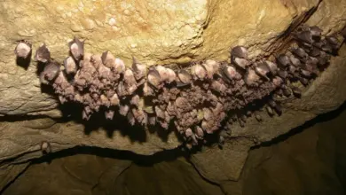 Group of Bats Hibernating in The Cave What Eats Bats