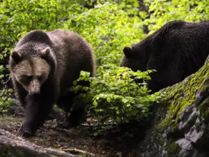 Two Bears Near The Tree What Eats Bears