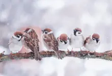 Little Birds Sparrows are Sitting on a Tree Branch in Winter What Eats Birds