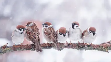 Little Birds Sparrows are Sitting on a Tree Branch in Winter What Eats Birds