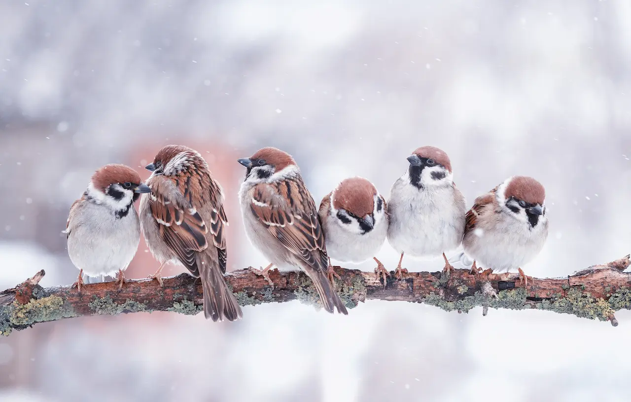 Little Birds Sparrows are Sitting on a Tree Branch in Winter What Eats Birds