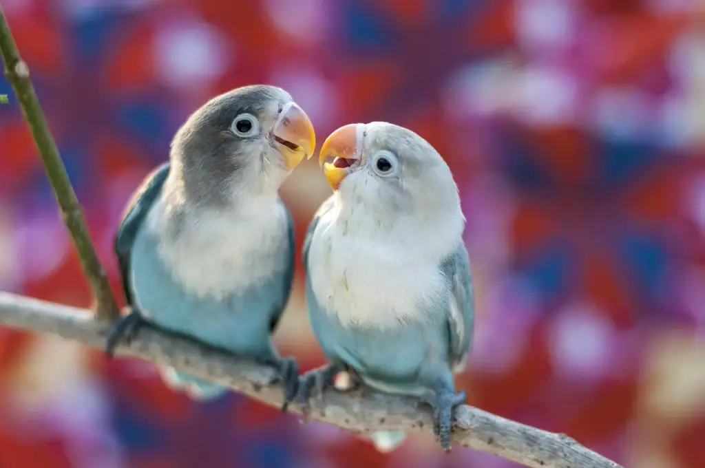 Two Love Birds What Eats Birds