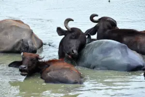 Pack of Buffalos In The Water What Eats Buffalos