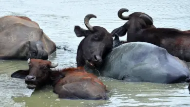 Pack of Buffalos In The Water What Eats Buffalos
