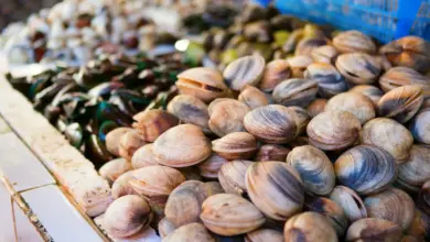 What Eats Clams
