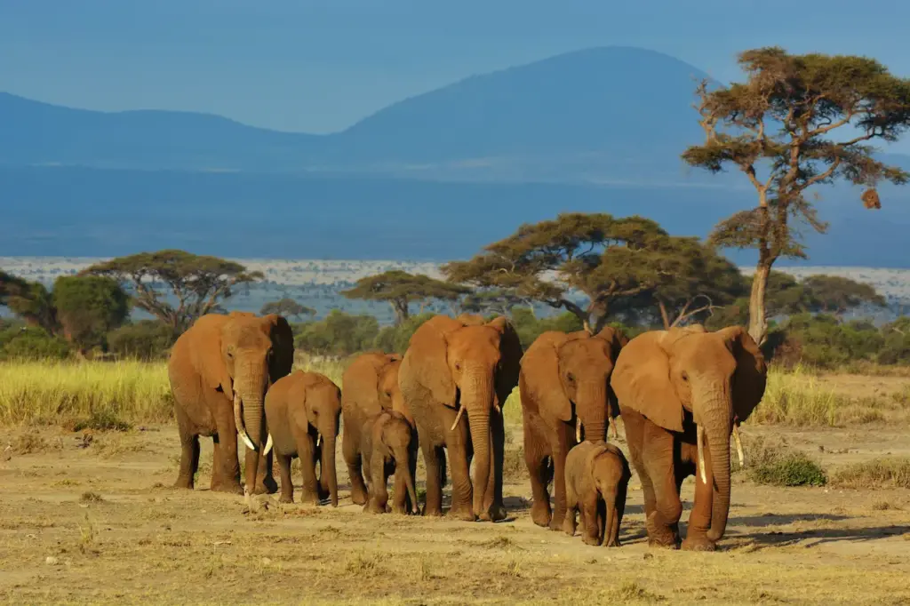 Group Of Elephants What Eats Elephants