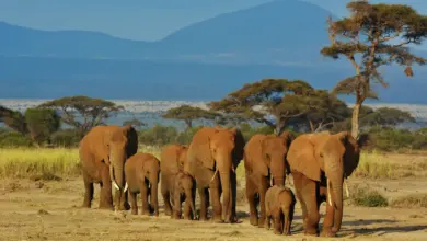 Group Of Elephants What Eats Elephants