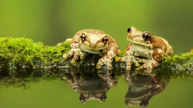 Two Frogs What Eats Frogs