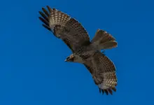 A Red-tailed Hawk Flying What Eats Hawks