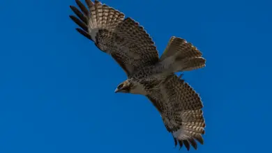A Red-tailed Hawk Flying What Eats Hawks