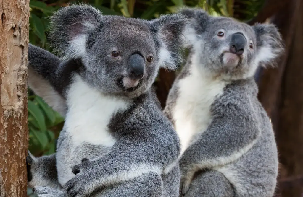 Two Koalas Sitting On The Tree What Eats Koalas