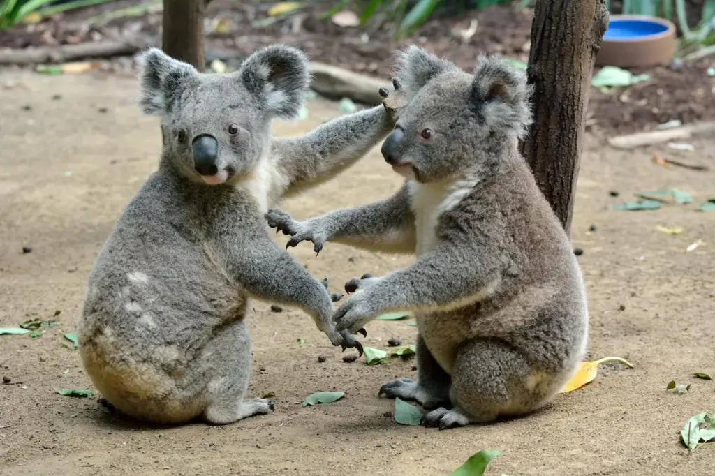 What Eats Koalas What Do Koalas Eat