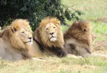 Three Lions Resting What Eats Lions