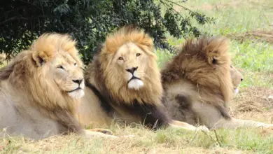 Three Lions Resting What Eats Lions