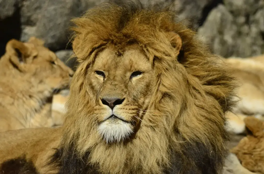 Close Up Image Of A Male Lion