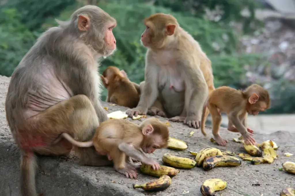 A Group Of Monkeys Eating Bananas, What Eats Monkeys?