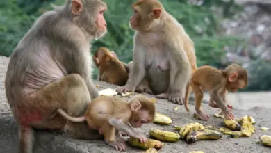 A Group Of Monkeys Eating Bananas, What Eats Monkeys?