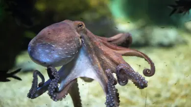 What Eats Octopus