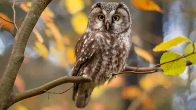 Owls Resting in Tree Branch What Eats Owls