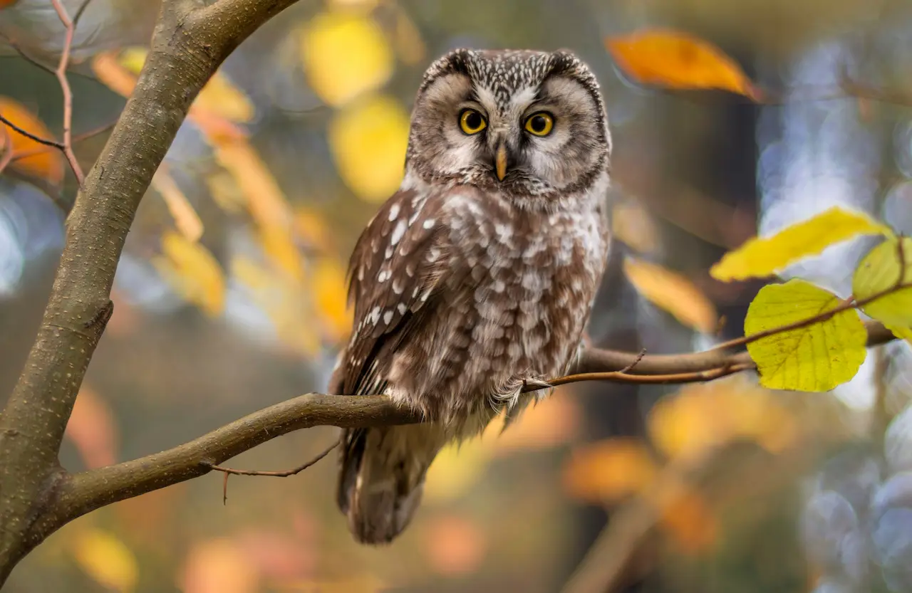 Owls Resting in Tree Branch What Eats Owls