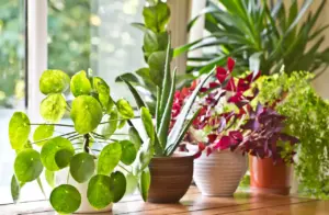 House Plant What Eats Plants