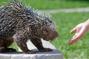 What Eats Porcupines? Person Feeding The Porcupine