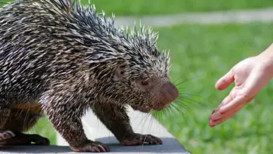 What Eats Porcupines? Person Feeding The Porcupine